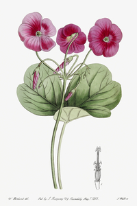 Bowies oxalis from Edwards Botanical Register 1829-1847  by Sydenham Edwards John Lindley and James Ridgway.