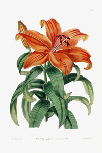 Thunbergs orange lily from Edwards Botanical Register 1829-1847  by Sydenham Edwards John Lindley and James Ridgway.