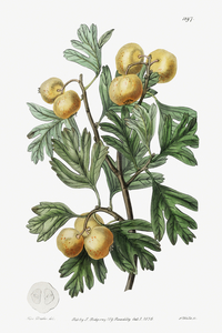 The aronia thorn from Edwards Botanical Register 1829-1847  by Sydenham Edwards John Lindley and James Ridgway.