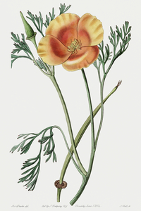 Saffron colored eschscholzia from Edwards Botanical Register 1829-1847  by Sydenham Edwards John Lindley and James Ridgway.