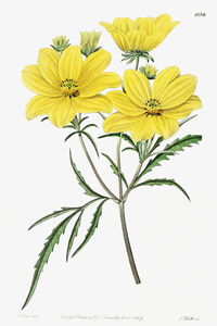 Golden coreopsis from Edwards Botanical Register 1829-1847  by Sydenham Edwards John Lindley and James Ridgway.
