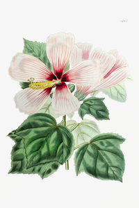 Marsh hibiscus from Edwards Botanical Register 1829-1847  by Sydenham Edwards John Lindley and James Ridgway.