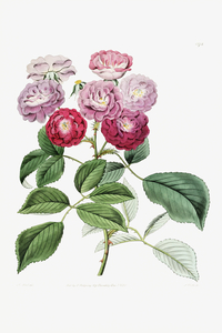 The seven sisters rose from Edwards Botanical Register 1829-1847  by Sydenham Edwards John Lindley and James Ridgway.