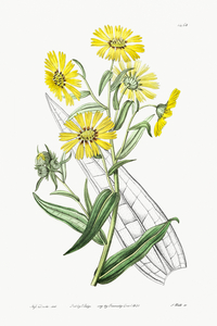 Elegant madia from Edwards Botanical Register 1829-1847  by Sydenham Edwards John Lindley and James Ridgway.