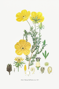 Long-stalked ledocarpum from Edwards Botanical Register 1829-1847  by Sydenham Edwards John Lindley and James Ridgway.