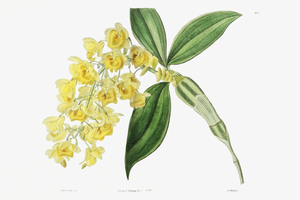 Dense flowered dendrobiumfrom Edwards Botanical Register 1829-1847  by Sydenham Edwards John Lindley and James Ridgway.