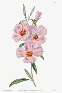 Ruddy godetia from Edwards Botanical Register 1829-1847  by Sydenham Edwards John Lindley and James Ridgway.
