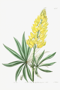 Yellow perennial lupine from Edwards Botanical Register 1829-1847  by Sydenham Edwards John Lindley and James Ridgway.