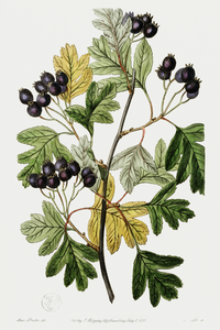 Broad-leaved thorn from Edwards Botanical Register 1829-1847  by Sydenham Edwards John Lindley and James Ridgway.