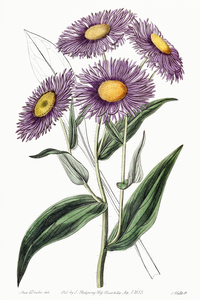 Shewy stenactis from Edwards Botanical Register 1829-1847  by Sydenham Edwards John Lindley and James Ridgway.