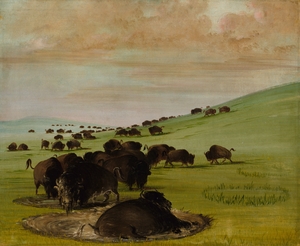 Buffalo Bulls in a Wallow 1837-1839
