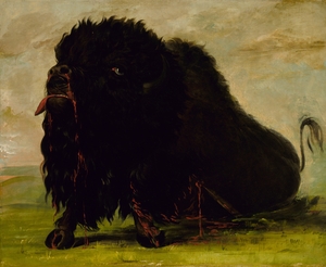 Dying Buffalo Shot with an Arrow 1832-1833