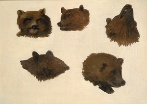 Portraits of Two Grizzly Bears From Life 1839-1840