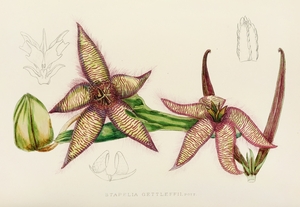 Stapelia Gettleffii