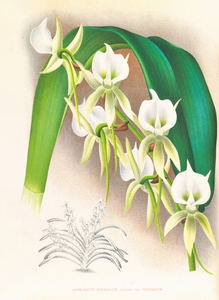 Angraecum eburneum var superbum