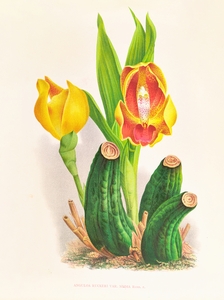 Anguloa Ruckeri var media