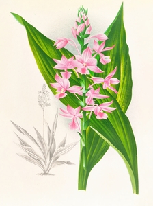 Calanthe Masuca 