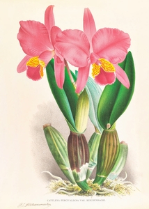 Cattleya percivaliana var reichenbach