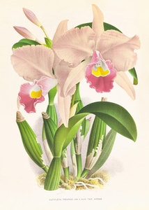 Cattleya Trianae