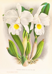 Cattleya Trianae