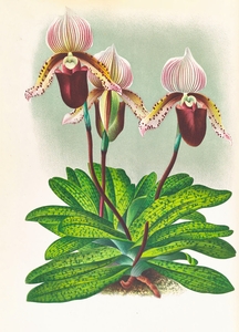 Cypripedium barbato veitchianum