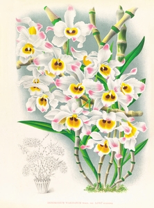 Dendrobium wardianum