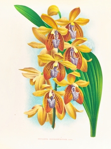 Houlletia brocklehurstiana 