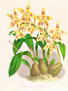 Odontoglossum coradinei var grandiflorum