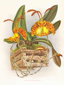 Oncidium kramerianum