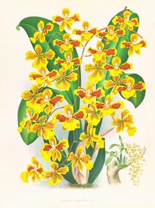 Oncidium sarcodes