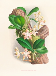 Phalaenopsis sumatrana