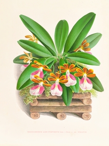 Trichocentrum albo purpureum