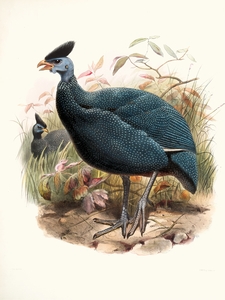 Numida plumifera. 1872