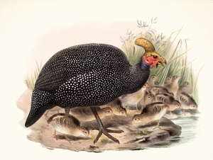 Numida coronata. 1872