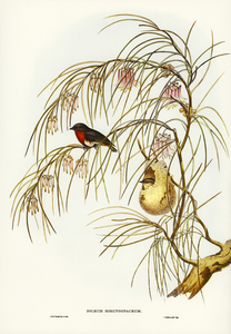 Swallow Dicaeum Dicaeum hirundinaceum illustrated by Elizabeth Gould 1804–1841 for John Gould’s 1804-1881 Birds of Australia 