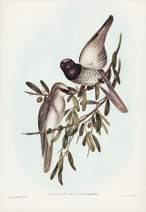 Varied Graucalus Graucalus mentalis illustrated by Elizabeth Gould 1804–1841 for John Gould’s 1804-1881 Birds of Australia 