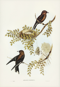 Wood Swallow Artamus sordid illustrated by Elizabeth Gould 1804–1841 for John Gould’s 1804-1881 Birds of Australia 