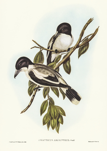 Silvery-backed Butcher-Bird Cracticus argenteus illustrated by Elizabeth Gould 1804–1841 for John Gould’s 1804-1881 Birds of Australia 