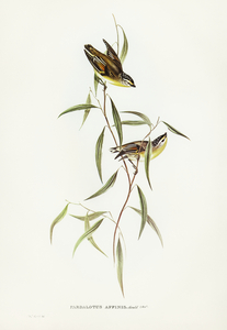 Allied Pardalote Pardalotus affines illustrated by Elizabeth Gould 1804–1841 for John Gould’s 1804-1881 Birds of Australia 