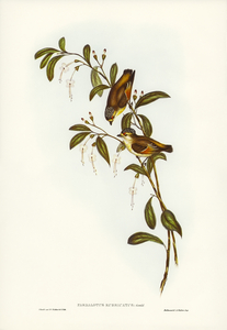 Red-lored Pardalote Pardalotus rubricatus illustrated by Elizabeth Gould 1804–1841 for John Gould’s 1804-1881 Birds of Australia 