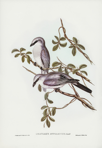 Brown Colluricincla Colluricincla brunnea illustrated by Elizabeth Gould 1804–1841 for John Gould’s 1804-1881 Birds of Australia 