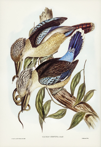 Fawn-breasted Kingfisher Dacelo corvina illustrated by Elizabeth Gould 1804–1841 for John Gould’s 1804-1881 Birds of Australia 