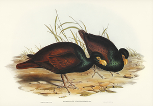 Gnathodon Gnathodon strigirostris illustrated by Elizabeth Gould 1804–1841 for John Gould’s 1804-1881 Birds of Australia 