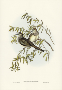 Peaceful Ground Dove Geopelia tranquilla illustrated by Elizabeth Gould 1804–1841 for John Gould’s 1804-1881 Birds of Australia 