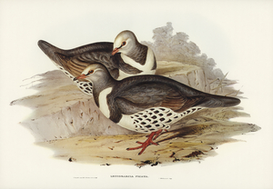 Wonga-wonga Pigeon Leucosarcia picata illustrated by Elizabeth Gould 1804–1841 for John Gould’s 1804-1881 Birds of Australia 