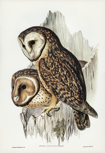 Chestnut-faced Owl Strix castanops illustrated by Elizabeth Gould 1804–1841 for John Gould’s 1804-1881 Birds of Australia 