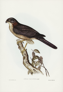 West Australian Goshawk Astur cruentus illustrated by Elizabeth Gould 1804–1841 for John Gould’s 1804-1881 Birds of Australia 