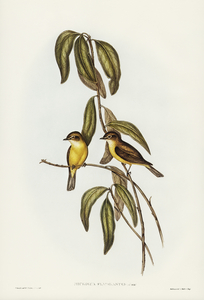 Yellow-bellied flycatcher Microeca flavigaster illustrated by Elizabeth Gould 1804–1841 for John Gould’s 1804-1881 Birds of Australia 