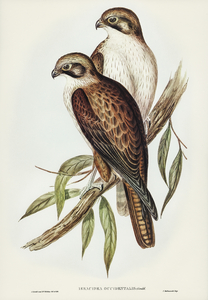 Westren Brown Hawk Ieracidea occidentalis illustrated by Elizabeth Gould 1804–1841 for John Gould’s 1804-1881 Birds of Australia 
