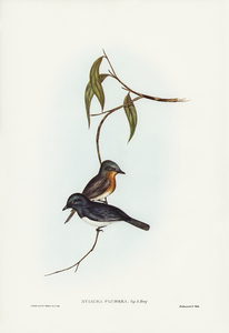 Plumbeous Flycatcher Myiagra plumbea illustrated by Elizabeth Gould 1804–1841 for John Gould’s 1804-1881 Birds of Australia 
